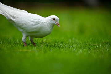 A White Dove Standing on the Green Grass