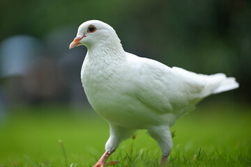 A White Dove Standing on the Grass