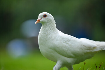 A White Dove Standing on a Green Lawn