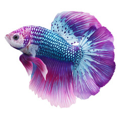 Fototapeta premium Colorful Betta Fish with Vibrant Fins Swimming Gracefully in Clear Water Environment