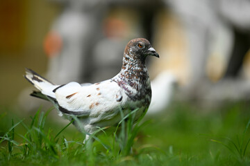 A Spotted Pigeon Standing on the Grass with a Blurred Background