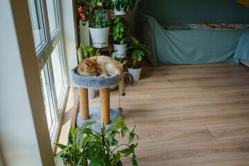 A British straight-eared cat lies on a scratching post in the living room among indoor plants. Natural light. A cozy space.