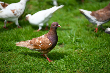 A Group of Pigeons on the Grass Field