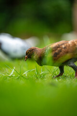 A Pigeon Walking on the Grass with a Blurred Background