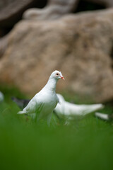 White Doves Resting on the Grass with Rocks in the Background