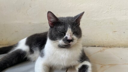 european short hair grey cat picture