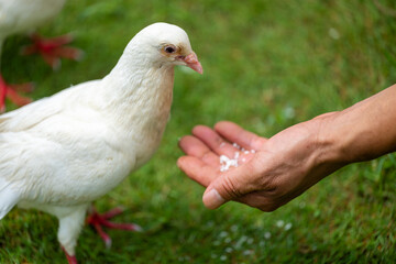 Feeding a White Dove with an Outstretched Hand
