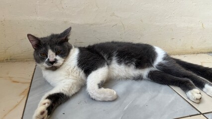 european short hair grey cat picture