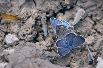 Farfalle blu su pozza di fango.