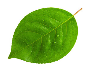 Obraz premium Single Dew-Covered Green Leaf with Vein Detail, Top View Isolated