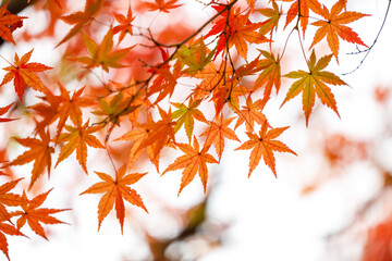 Vivid Red Japanese Maple Leaves in Autumn Light