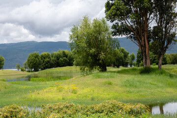A Serene Green Oasis by the Lake