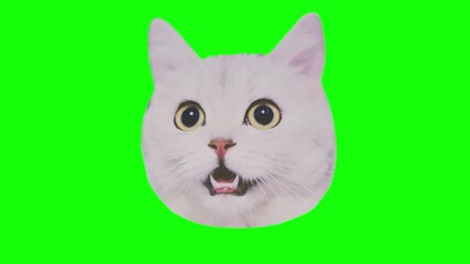 Animated Shocked Cat Head on Green Screen - Funny Reaction Meme