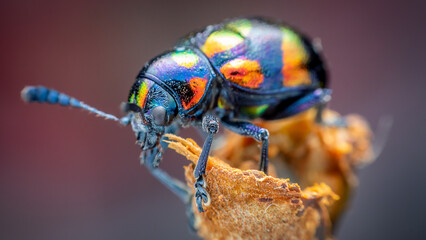 Blue milkweed beetle; scientific name chrysochus pulcher baly