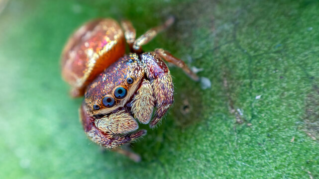 Female purple-gold jumping spider (Irura bidenticulata)