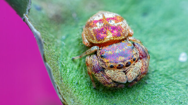 Female purple-gold jumping spider (Irura bidenticulata)