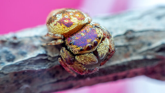 male purple-gold jumping spider (Irura bidenticulata)