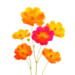 Fototapeta premium Colorful Vibrant Flowers Arrangement in Bright Shades of Yellow, Pink and Orange Against a Clean White Background