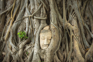 Buddha face in the root of a sacred tree at the Wat Maha That temple in Ayutthaya, Thailand, Asia