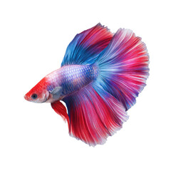 Fototapeta premium Vibrant Betta Fish with Striking Blue and Red Colors Swimming Elegantly in Clear Water Background