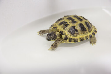 Close-up of a turtle with a shell in water