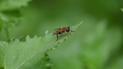 Hoverflies on green leaf. Its common names  flower flies and syrphids. Make up the insect family Syrphidae. As their common name suggests, they are often seen hovering or nectaring at flowers. Fly.