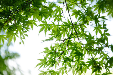 Fresh Green Japanese Maple Leaves in Spring Light – Natural Background