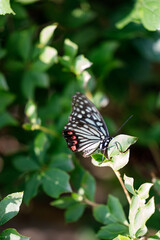 Butterfly Resting on Leaf in Summer Sunlight
