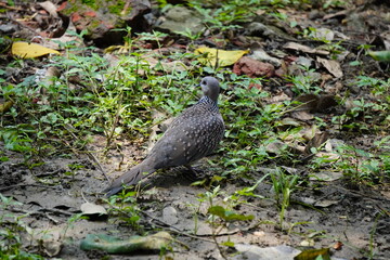 A spotted dove is on the forest floor with full of shrubs