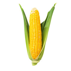 Fresh Corn on the Cob with Green Husk Isolated on White Background