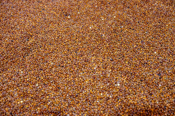 A Close-Up View of a Pile of Grains