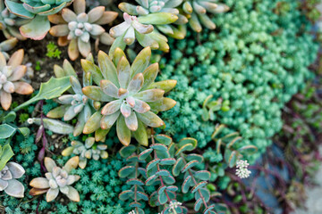 Colorful Succulent Arrangement in Outdoor Garden Setting
