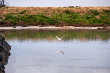 Seagull flying across the water to join the flock, Griffiths Island, Port Fairy, Great Ocean Road, Victoria, Australia