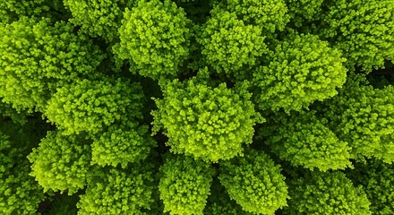 Lush green canopy of densely packed, vibrant young trees viewed from directly above.