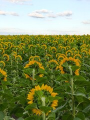 Obraz premium field of sunflowers