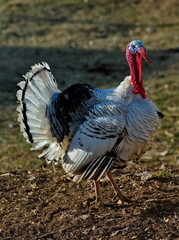 Russia. Dagestan. A pompous turkey in the rays of the spring sunset strolls through the village yard.