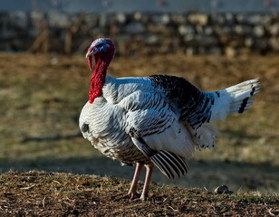Russia. Dagestan. A pompous turkey in the rays of the spring sunset strolls through the village yard.