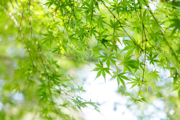 Fresh Green Japanese Maple Leaves in Spring Light – Natural Background

