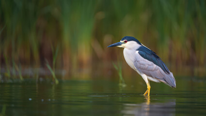 Obraz premium Black Crowned Night Heron Standing in Shallow Water A Striking Wildlife Portrait with Reflections and Lush Green Background in Natural Wetland