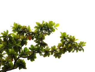 Green leaves with branch isolated on transparent background	