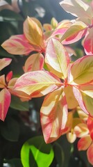 Obraz premium Vibrant tropical leaves with delicate pink and yellow hues create a mesmerizing botanical display of intricate foliage and soft sunlight filtering through