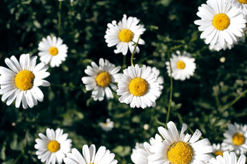 Prato fiorito con margherite.