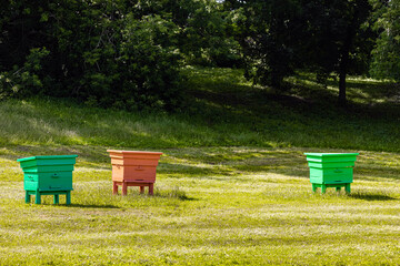 colored bee hives in an apiary, close-up. hives in the apiary. bee breeding. beehives on the lawn. 