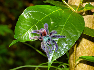 La Matoutou Falaise Mygale Martiniquaise 