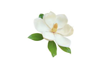 White magnolia flower with glossy green leaves isolated transparent png © photohampster