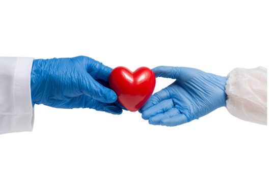 Gloved Hands Holding Red Heart on Transparent Background