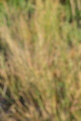 Abstract impressionistic view of blurred meadow grasses and foliage, creating a soothing visual