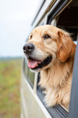 A golden retriever with wet fur enjoys looking out the window of a vehicle during a scenic outdoor trip.