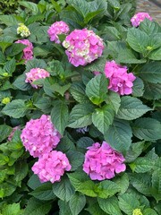 Fresh pink hydrangea blooming bush