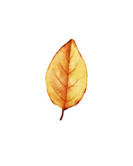 Watercolor illustration of autumn leaf in warm yellow and orange tones, for fall designs, thanksgiving invitations, botanical projects, seasonal decor, scrapbooking and DIY crafts.